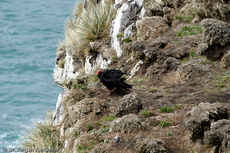 Truthahngeier (5 von 14).jpg